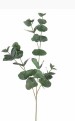 Eucalyptus 75 cm groen